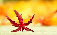 Fall