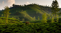 Vallparai, Elephant
