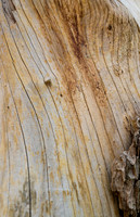 Horse photos