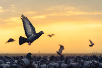 Piegon