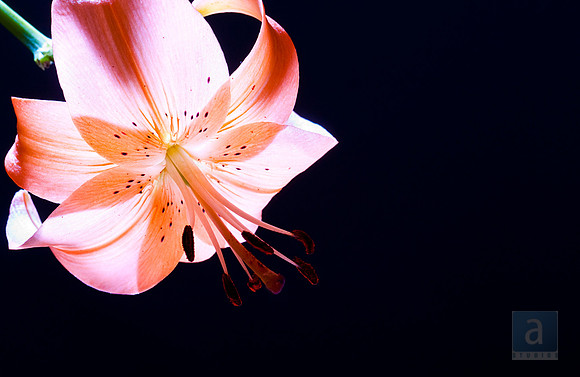 2010_02_18_Lilystrobe_0098 copy
