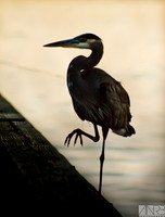 Heron
