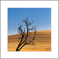 Palouse-2012