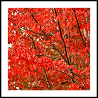 Fall Colors